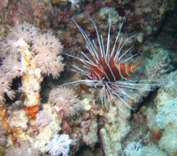 Exploring the coral reefs reefs of Giftun national park Exploring the coral reefs reefs of Giftun national park